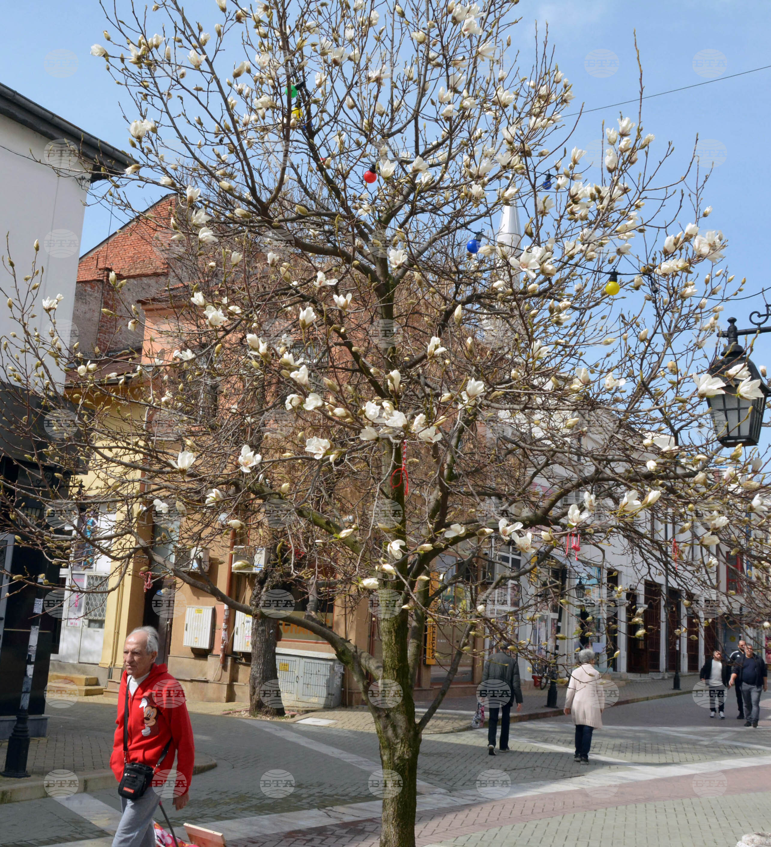 Хасково - магнолия