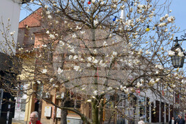 Хасково - магнолия