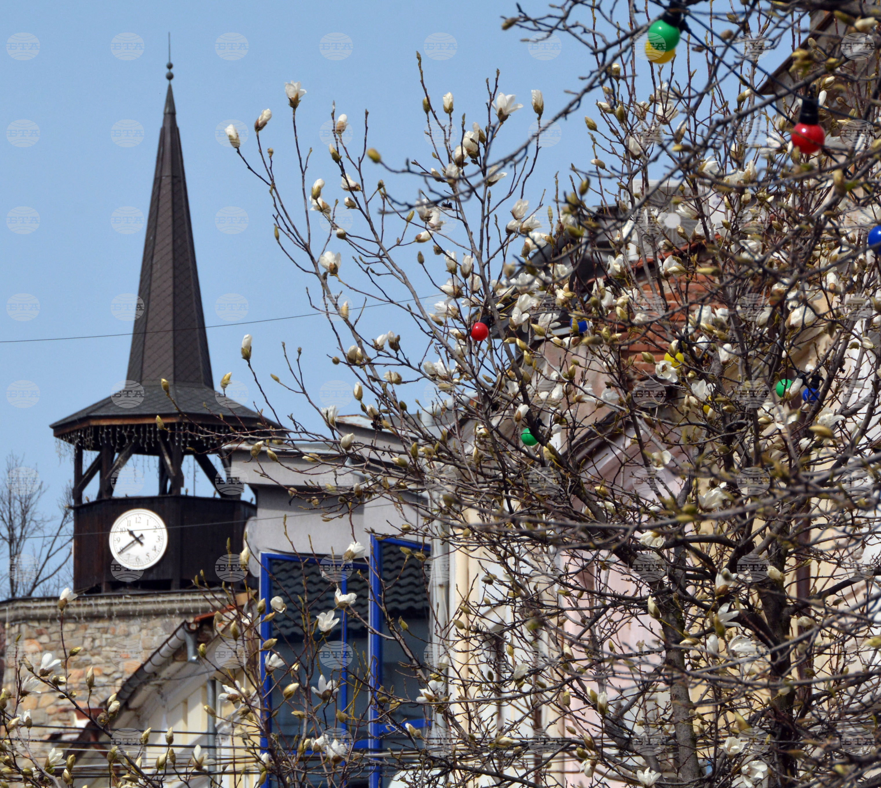 Хасково - магнолия