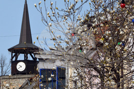 Хасково - магнолия