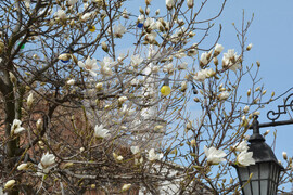 Хасково - магнолия