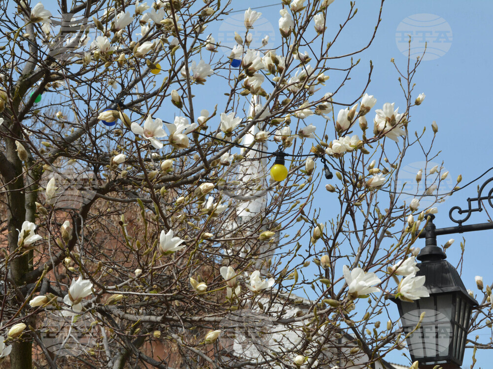 Хасково - магнолия