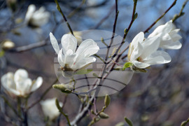 Хасково - магнолия