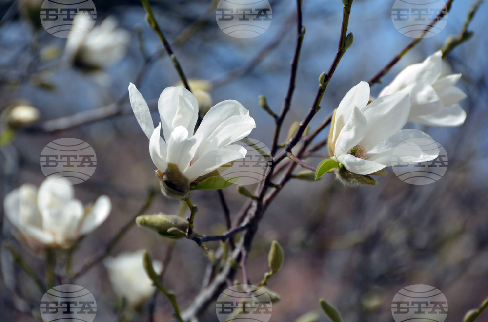 Хасково - магнолия