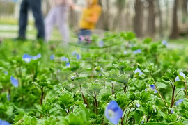 Варна - Морска градина - цветя