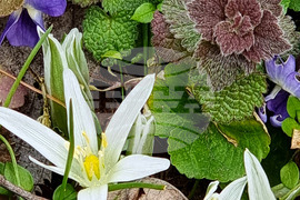 Варна - Морска градина - цветя