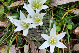 Варна - Морска градина - цветя