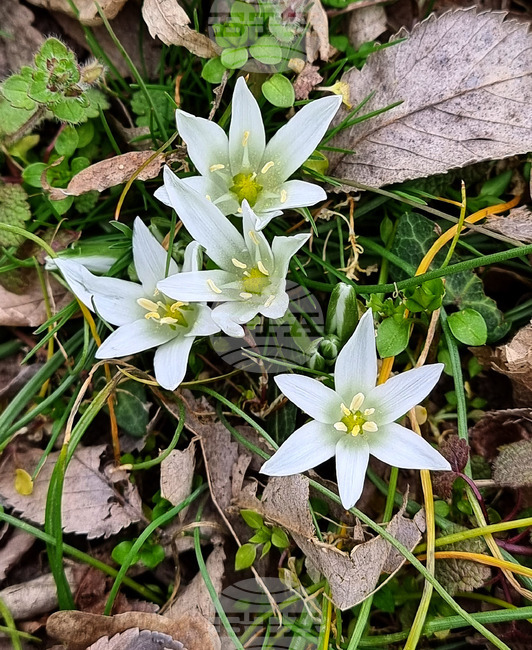 Варна - Морска градина - цветя