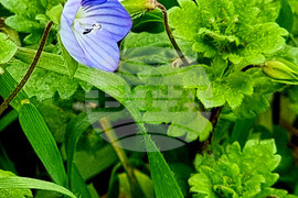 Варна - Морска градина - цветя