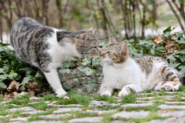 Пловдив - ежедневие