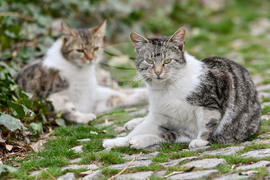 Пловдив - ежедневие