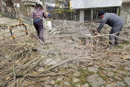 Варна - рязане на опасни клони