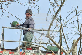 Варна - рязане на опасни клони