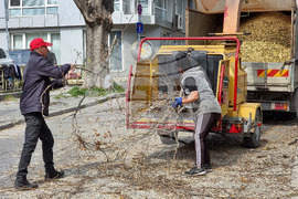 Варна - рязане на опасни клони