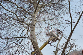 Варна - рязане на опасни клони