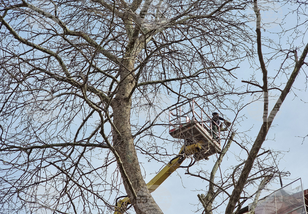 Варна - рязане на опасни клони
