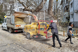 Варна - рязане на опасни клони
