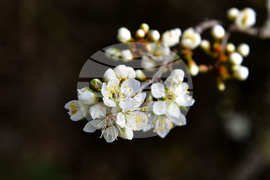 Исперих - разцъфнали овощки