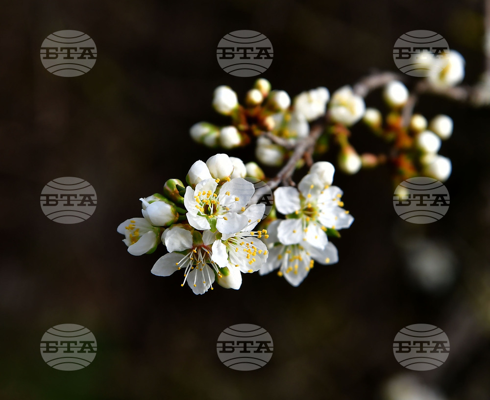 Исперих - разцъфнали овощки