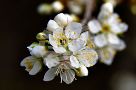 Исперих - разцъфнали овощки
