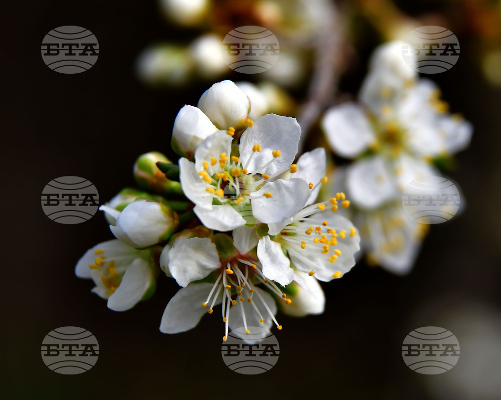 Исперих - разцъфнали овощки