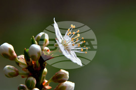 Исперих - разцъфнали овощки