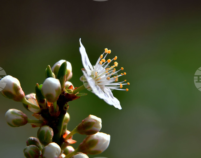Исперих - разцъфнали овощки