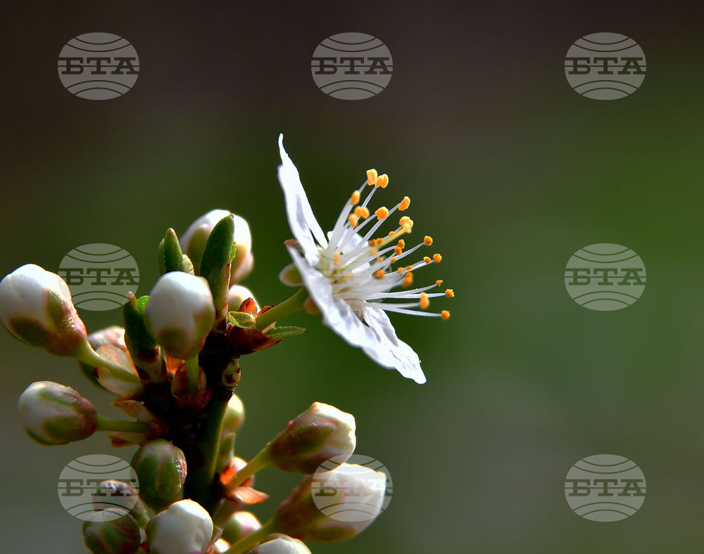 Исперих - разцъфнали овощки