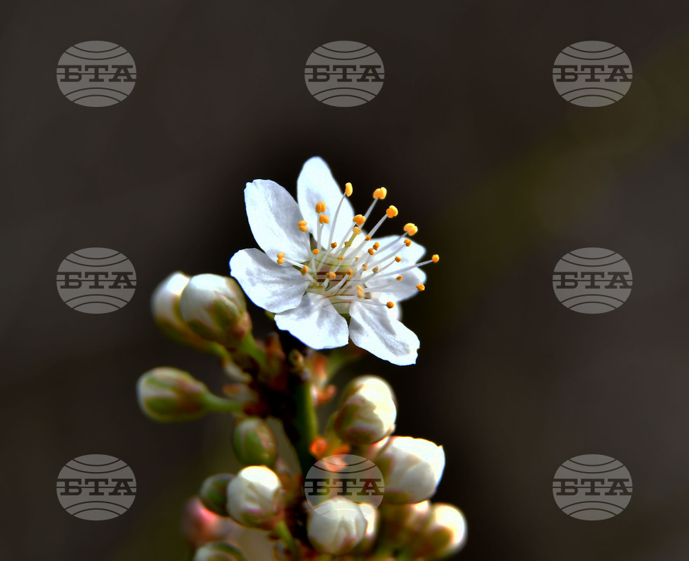 Исперих - разцъфнали овощки