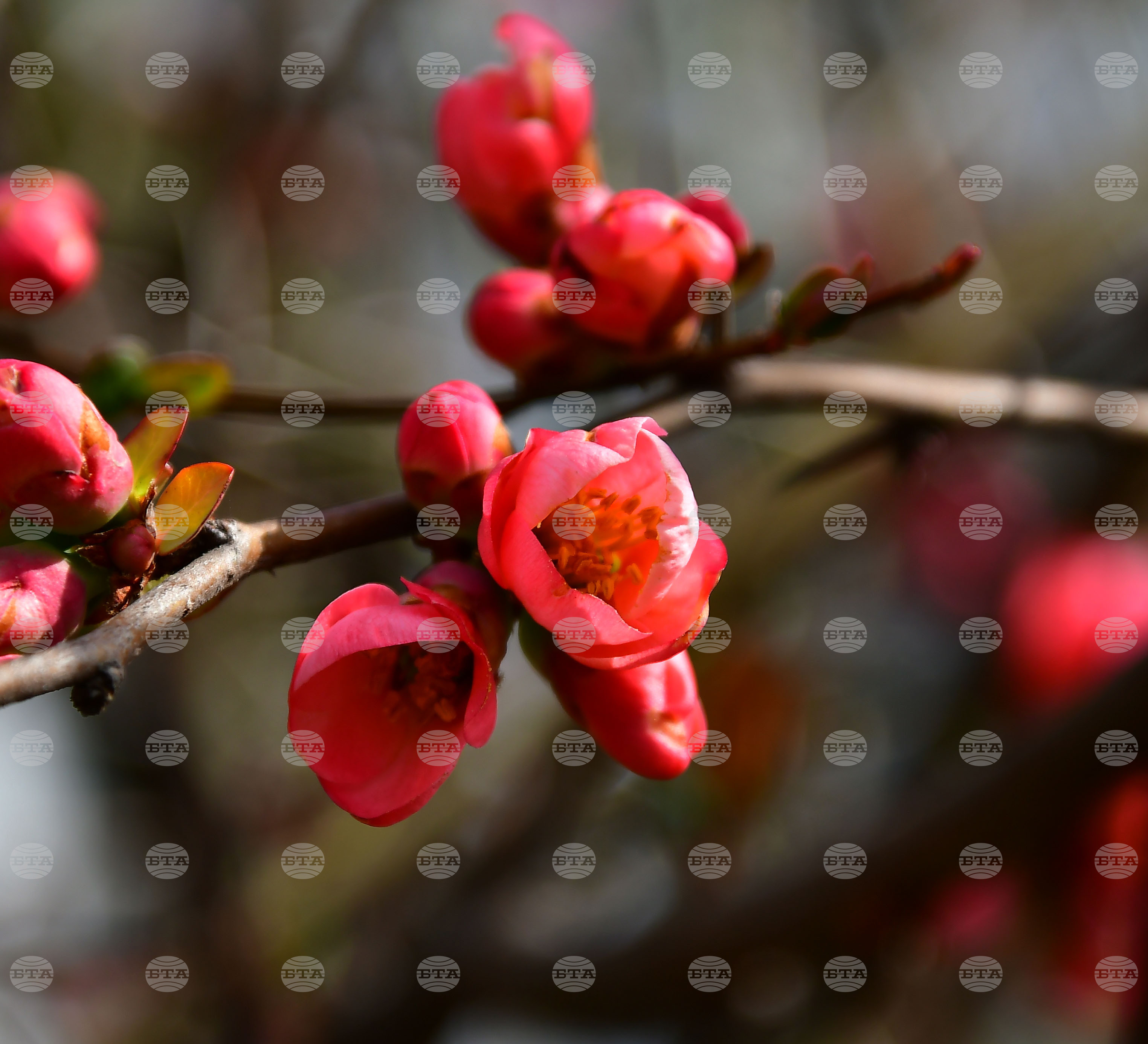 Исперих - разцъфнали овощки