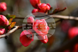 Исперих - разцъфнали овощки