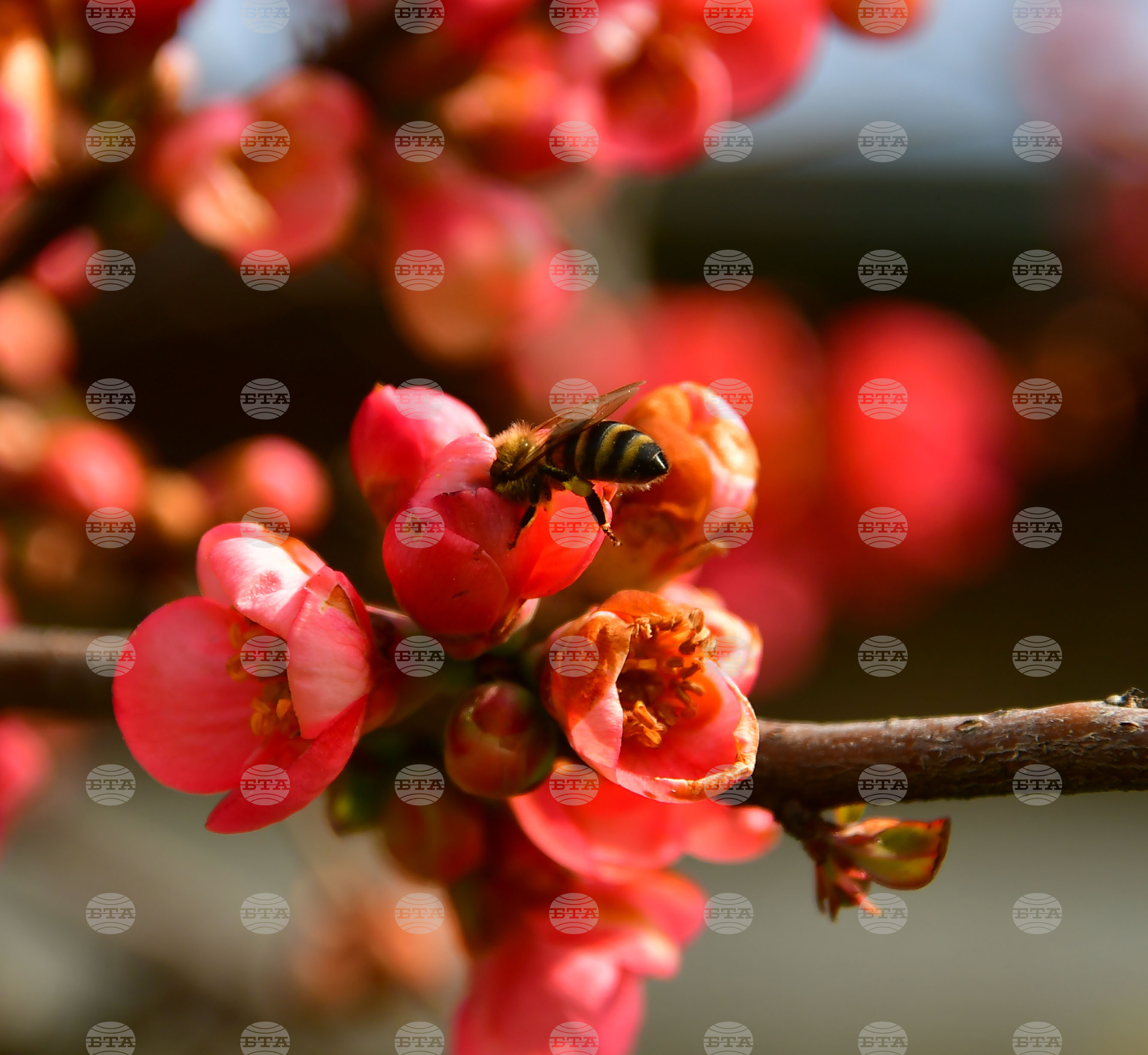 Исперих - разцъфнали овощки