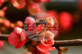 Исперих - разцъфнали овощки