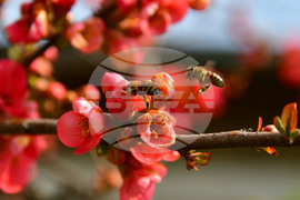 Исперих - разцъфнали овощки