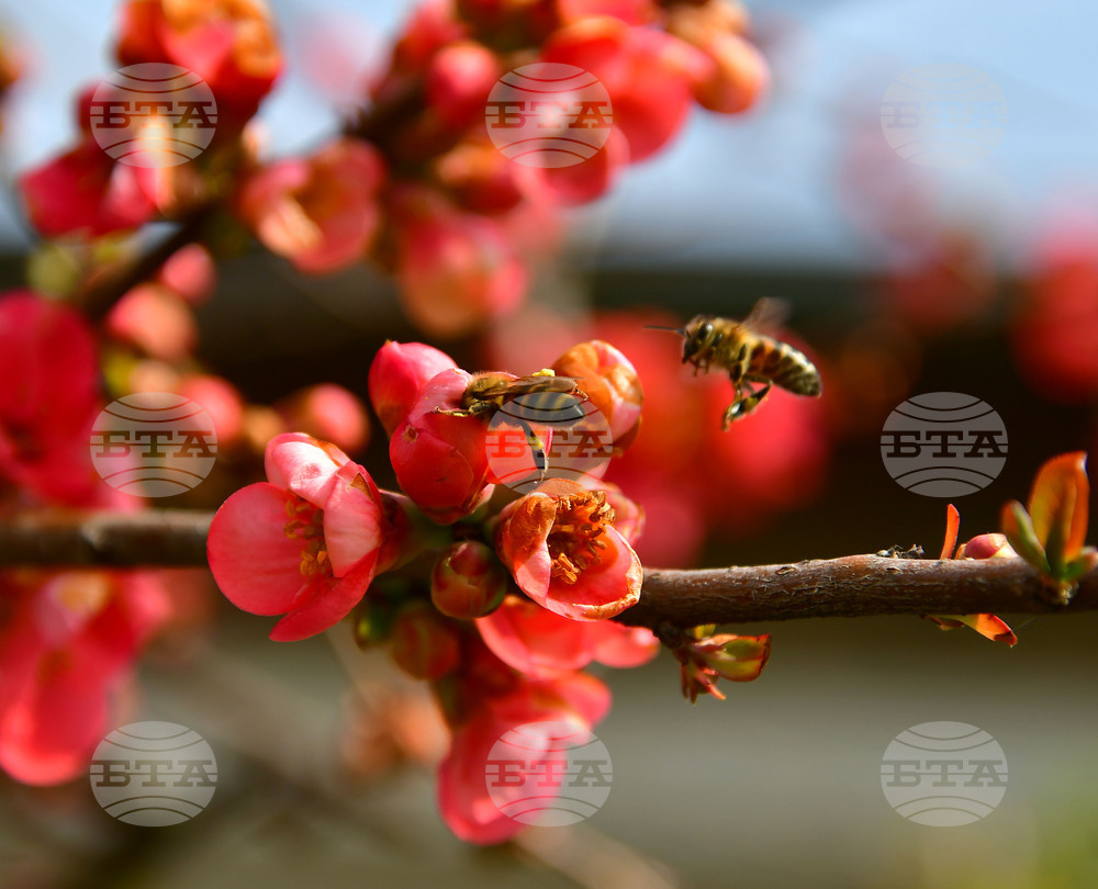 Исперих - разцъфнали овощки