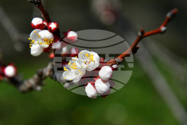 Исперих - разцъфнали овощки