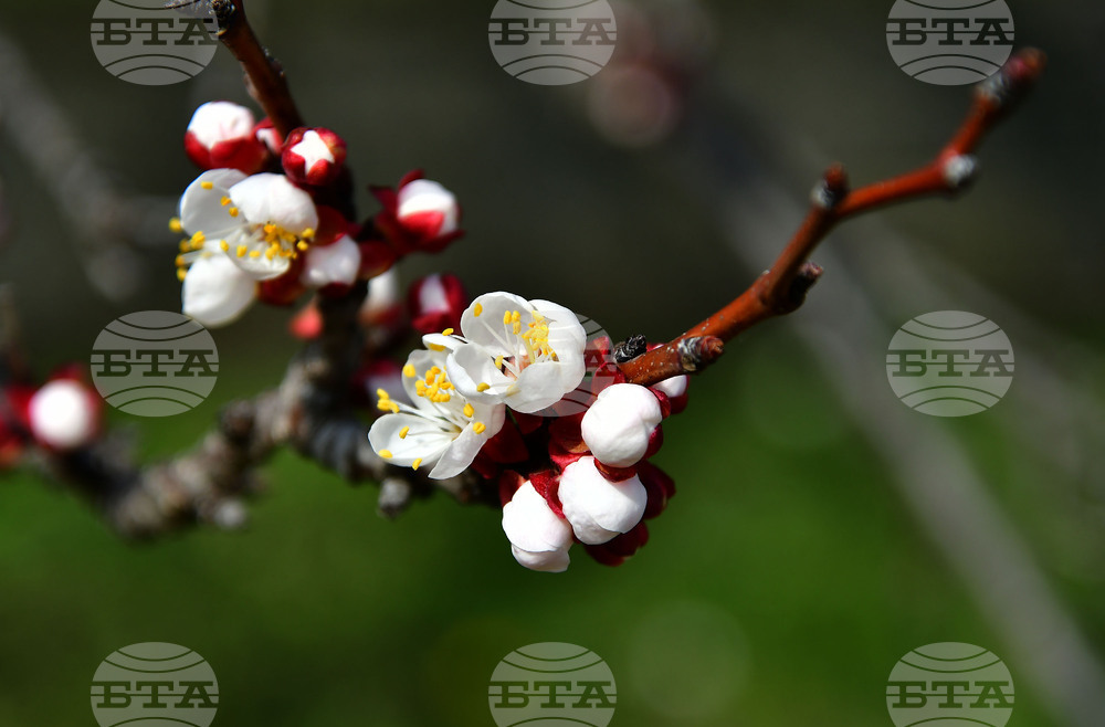 Исперих - разцъфнали овощки