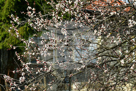 Исперих - разцъфнали овощки