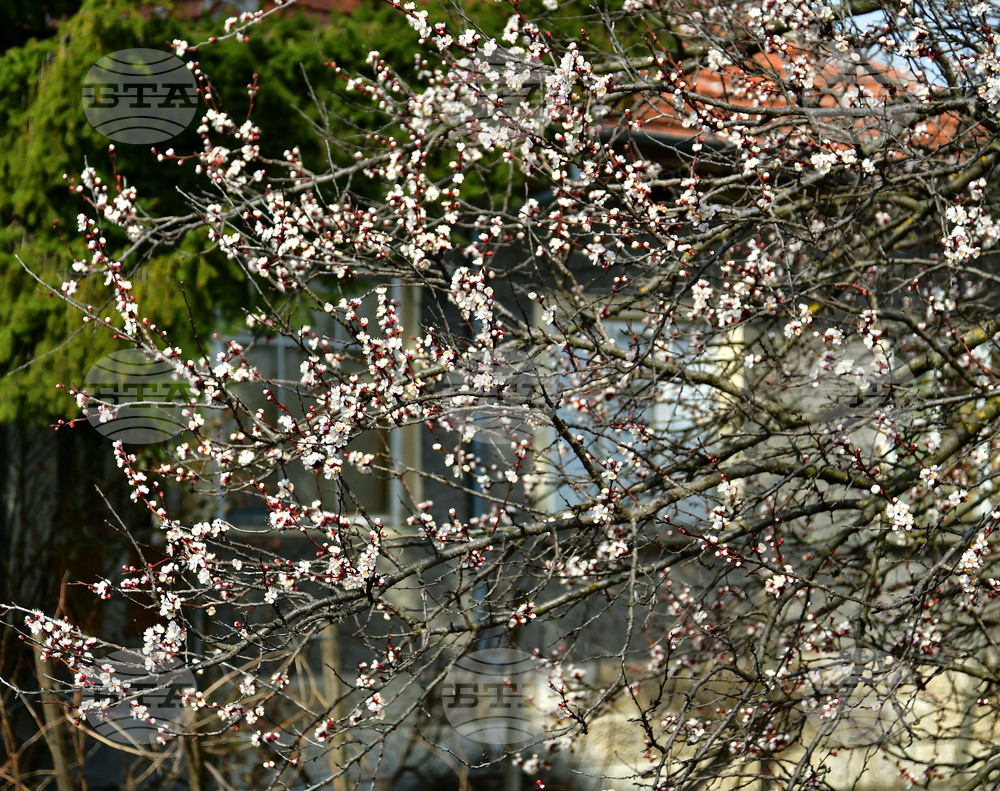 Исперих - разцъфнали овощки
