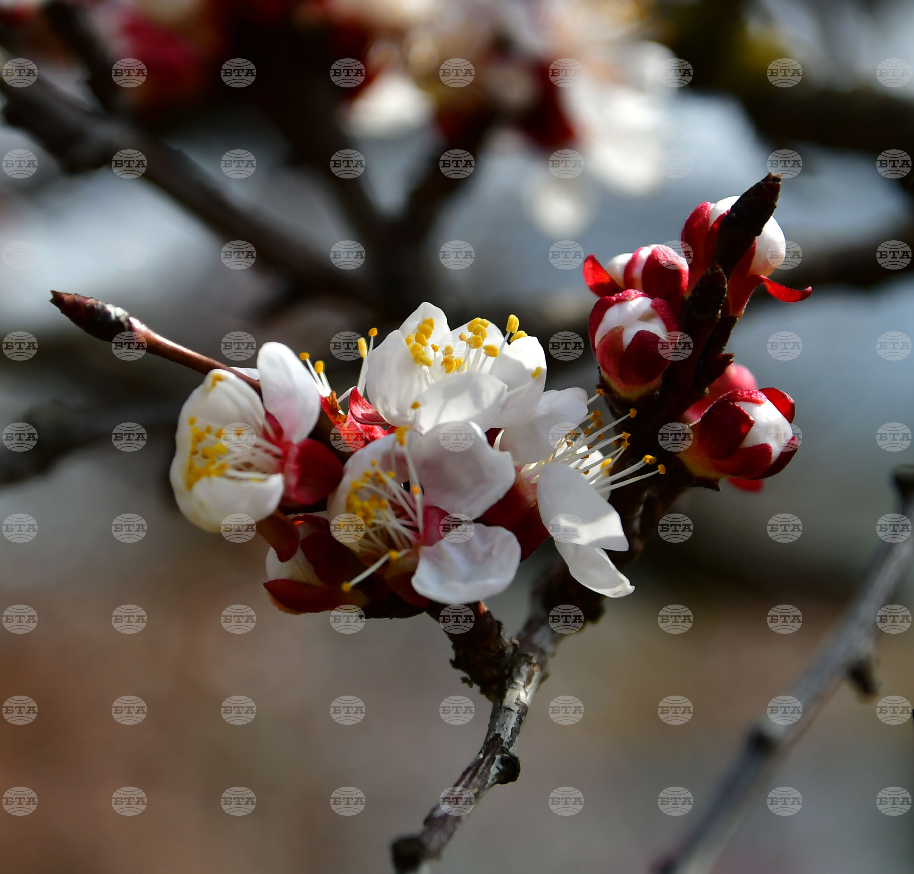 Исперих - разцъфнали овощки