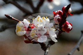 Исперих - разцъфнали овощки