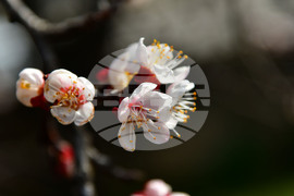 Исперих - разцъфнали овощки