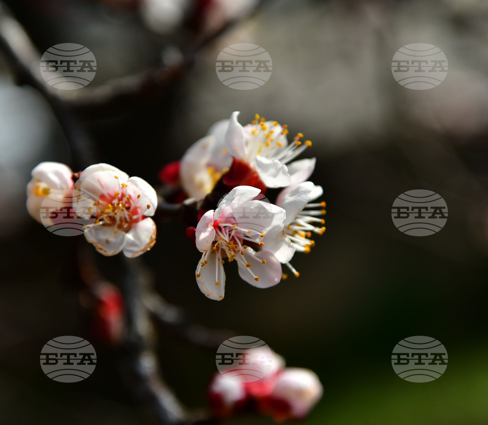 Исперих - разцъфнали овощки