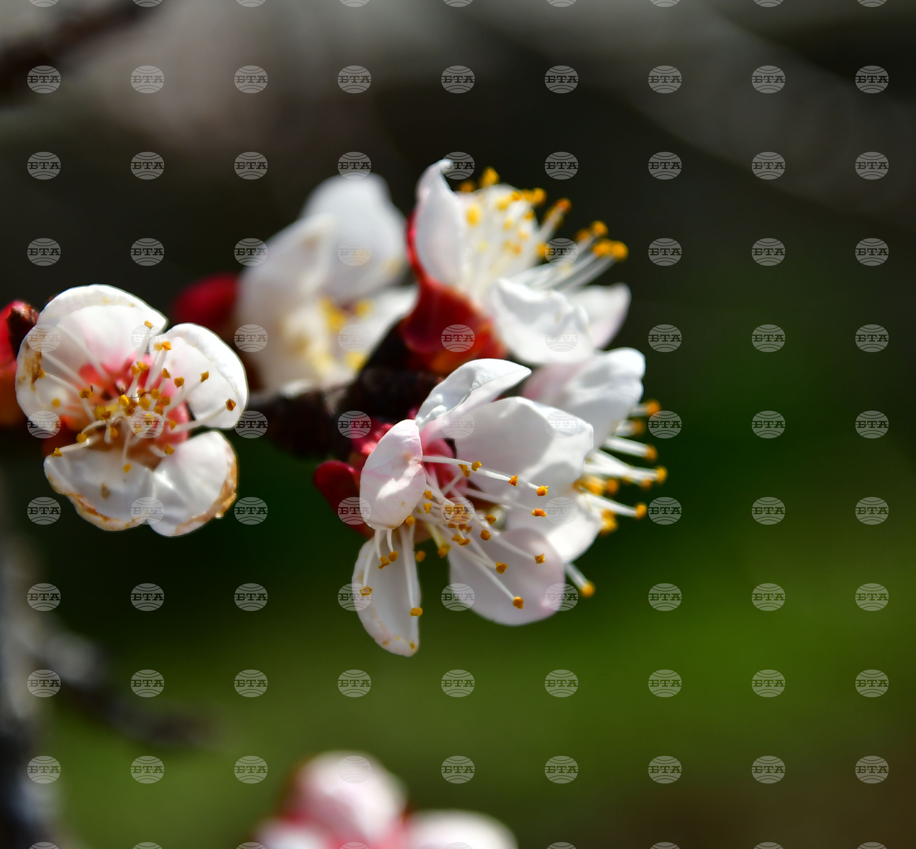 Исперих - разцъфнали овощки
