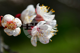 Исперих - разцъфнали овощки