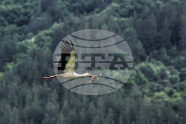 Панчаревско езеро - щъркел 