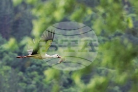 Панчаревско езеро - щъркел 