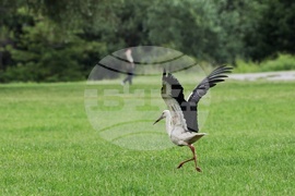 Панчаревско езеро - щъркел 