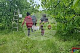 Кюстендил - черешова градина