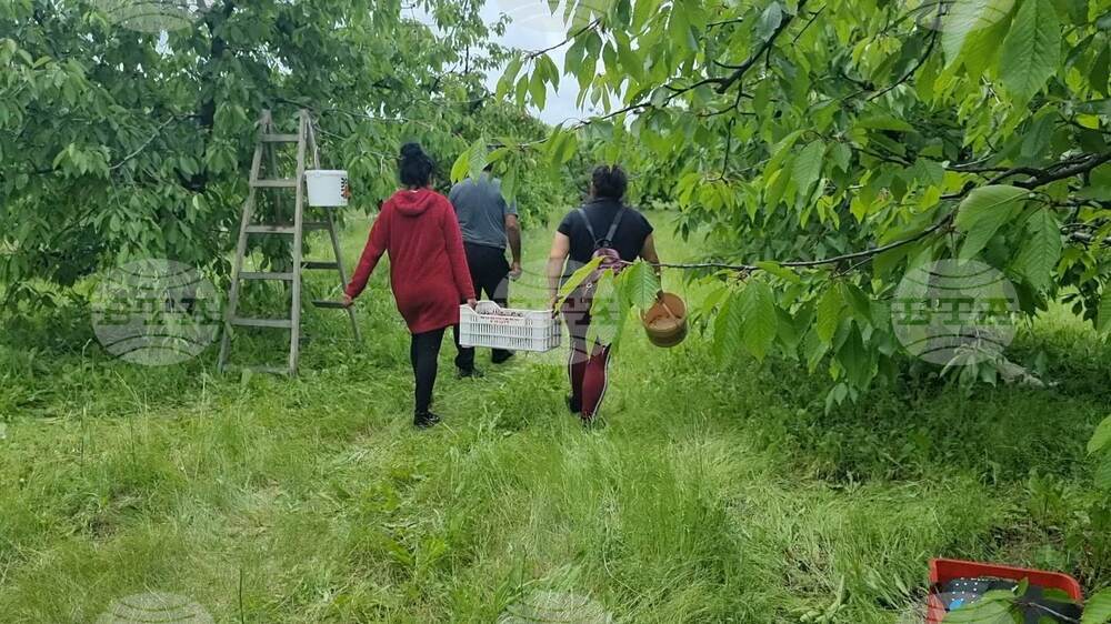 Кюстендил - черешова градина